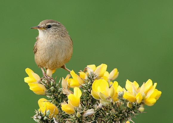 Wren Troglodytes troglodytes