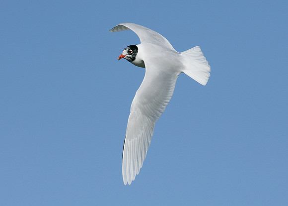 Mediterranean Gull Larus melanocephalus
