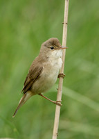 Reed Warbler Acrocephalus scirpaceus