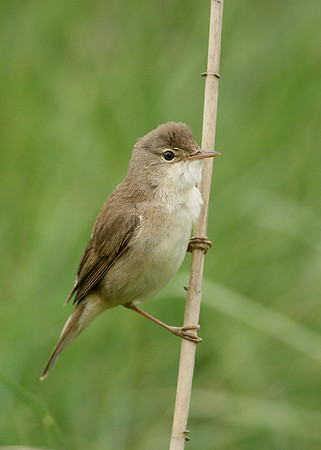 Reed Warbler Acrocephalus scirpaceus