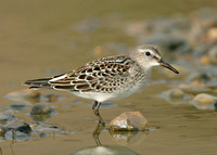 White-rumped Sandpiper Calidris fuscicollis