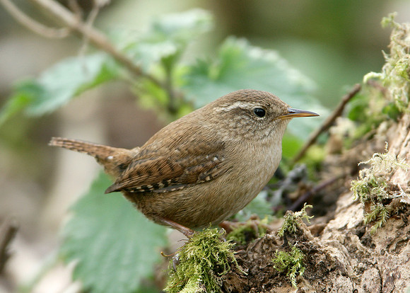 Wren Troglodytes troglodytes