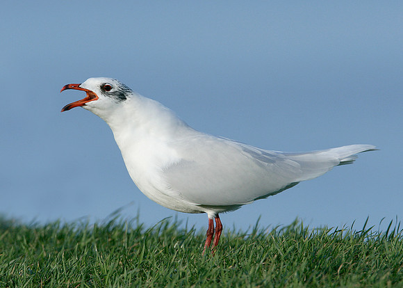Mediterranean Gull Larus melanocephalus