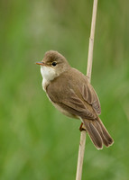 Reed Warbler Acrocephalus scirpaceus