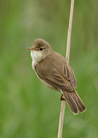 Reed Warbler Acrocephalus scirpaceus