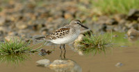 White-rumped Sandpiper Calidris fuscicollis