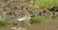 White-rumped Sandpiper Calidris fuscicollis