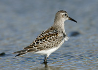 White-rumped Sandpiper Calidris fuscicollis
