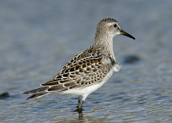 White-rumped Sandpiper Calidris fuscicollis