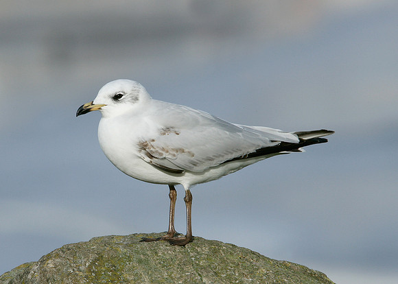 Mediterranean Gull Larus melanocephalus