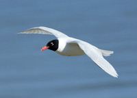 Mediterranean Gull Larus melanocephalus
