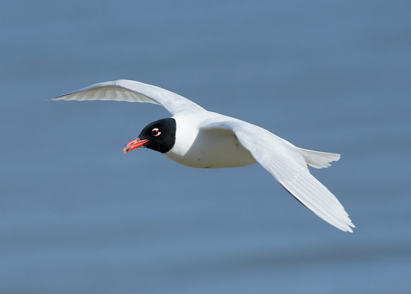 Mediterranean Gull Larus melanocephalus