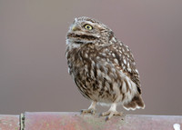 Little Owl Athene noctua
