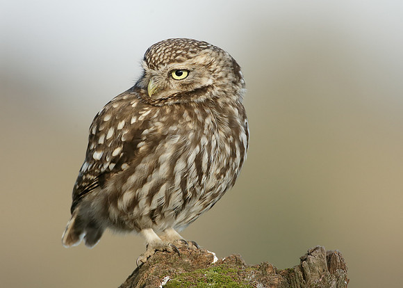 Little Owl Athene noctua