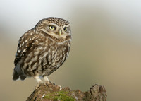 Little Owl Athene noctua