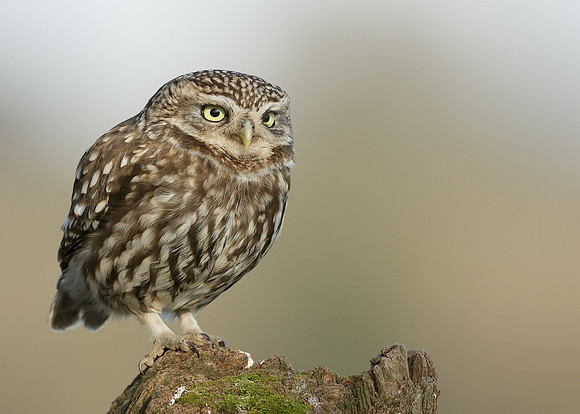 Little Owl Athene noctua