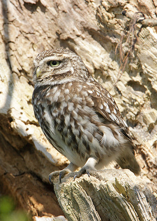 Little Owl Athene noctua