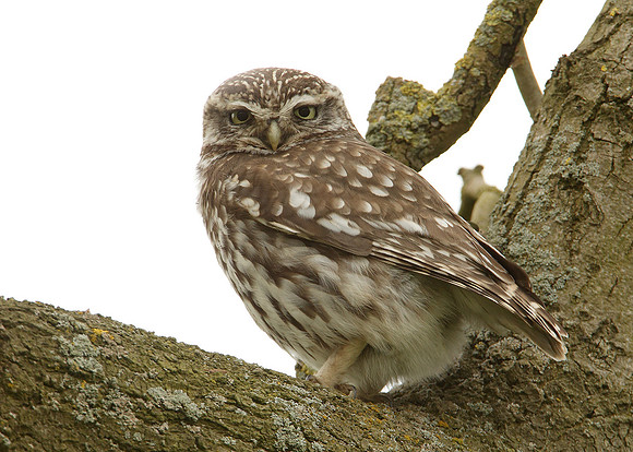Little Owl Athene noctua