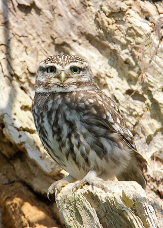 Little Owl Athene noctua