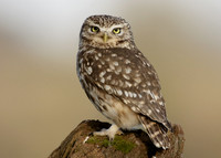 Little Owl Athene noctua