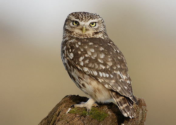 Little Owl Athene noctua