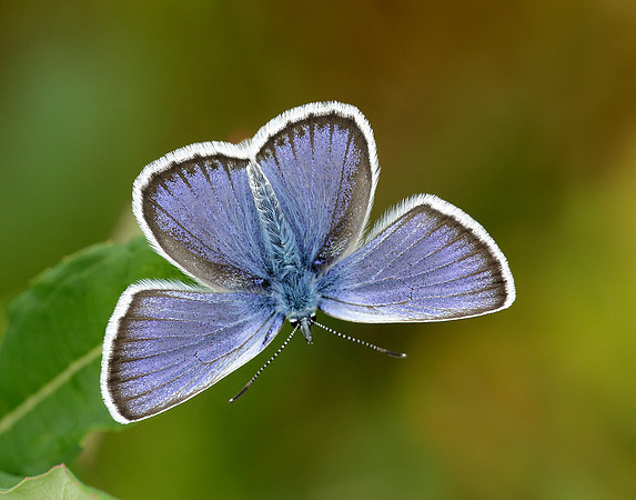 Silver-studded Blue Plebejus argus