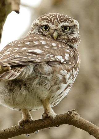 Little Owl Athene noctua