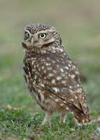 Little Owl Athene noctua