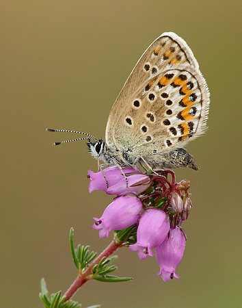 Silver-studded Blue Plebejus argus