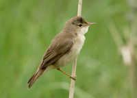 Reed Warbler Acrocephalus scirpaceus