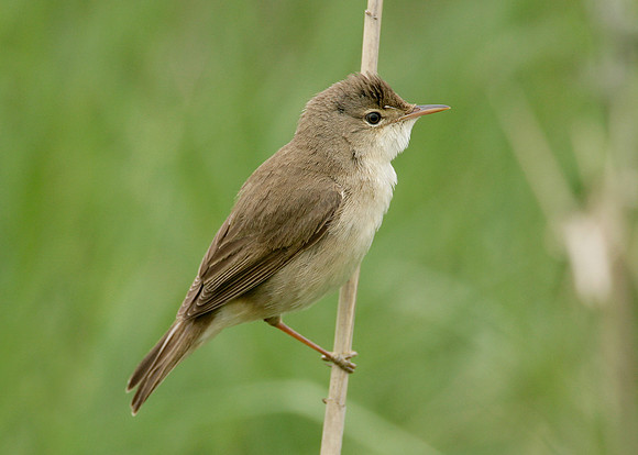 Reed Warbler Acrocephalus scirpaceus