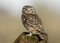 Little Owl Athene noctua