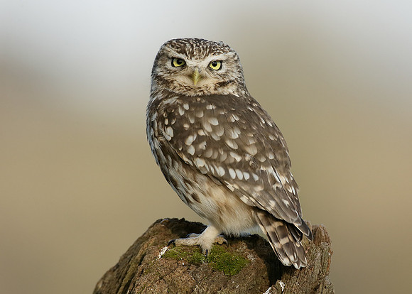 Little Owl Athene noctua