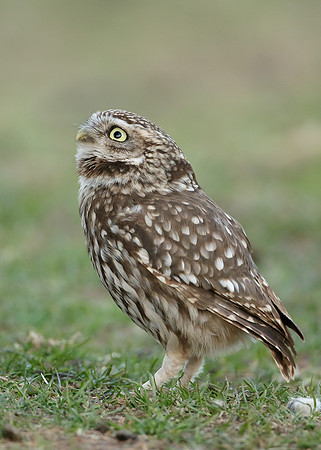 Little Owl Athene noctua
