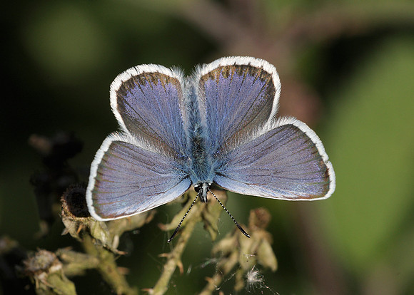 Silver-studded Blue Plebejus argus