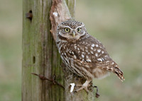 Little Owl Athene noctua