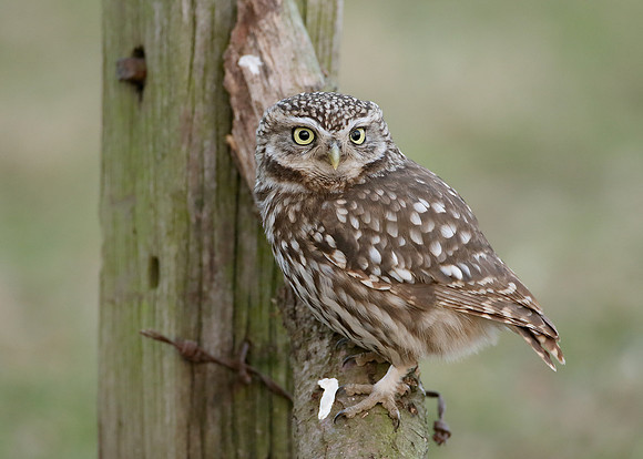 Little Owl Athene noctua