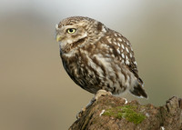 Little Owl Athene noctua