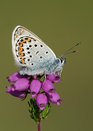 Silver-studded Blue Plebejus argus
