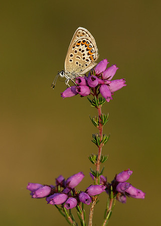 Silver-studded Blue Plebejus argus