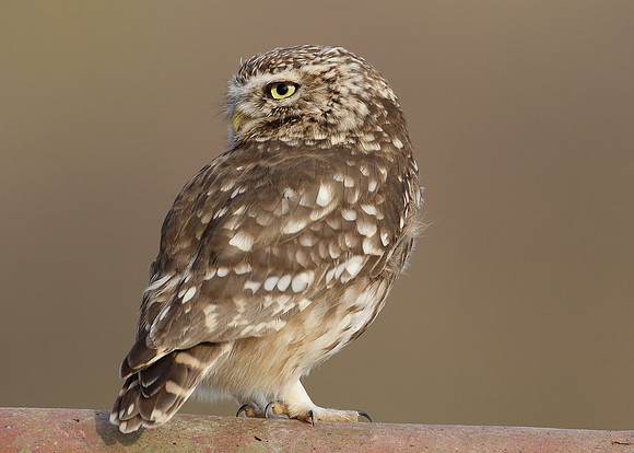 Little Owl Athene noctua