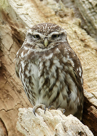 Little Owl Athene noctua