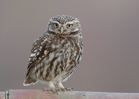 Little Owl Athene noctua