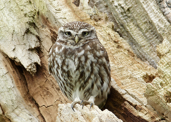Little Owl Athene noctua