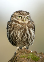 Little Owl Athene noctua