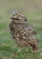 Little Owl Athene noctua