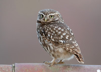 Little Owl Athene noctua