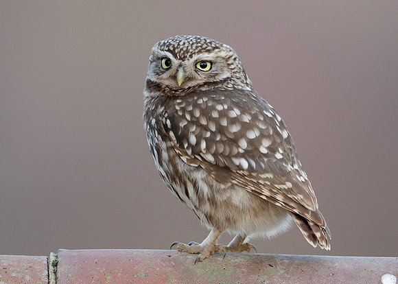 Little Owl Athene noctua