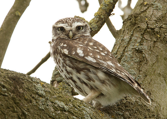 Little Owl Athene noctua