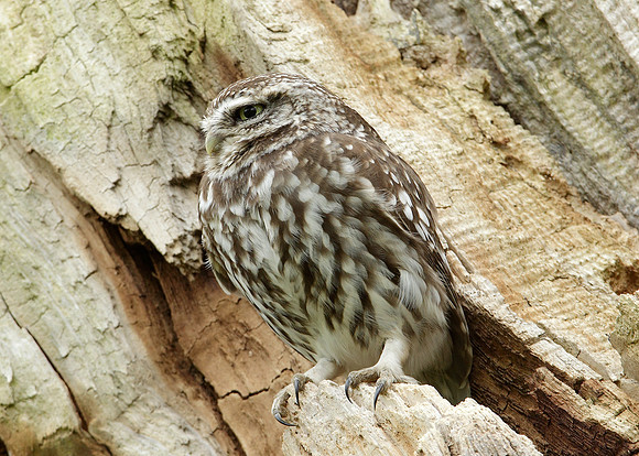 Little Owl Athene noctua